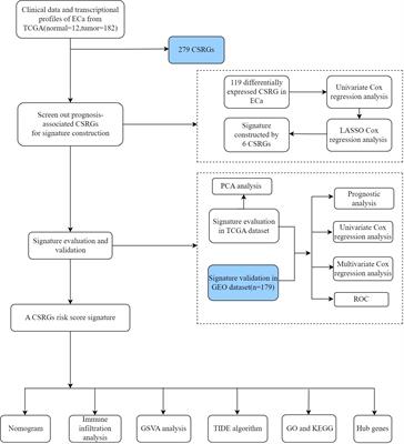 Prognosis signature for predicting the survival and immunotherapy response in esophageal carcinoma based on cellular senescence-related genes